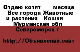 Отдаю котят. 1,5 месяца - Все города Животные и растения » Кошки   . Мурманская обл.,Североморск г.